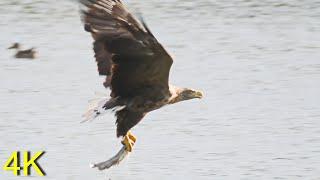 Seeadler beim Fischen  -- White-tailed Eage while fishing