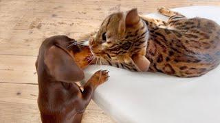 Family Diary- Mini Dachshund puppy & Bengal cat playing with each other.