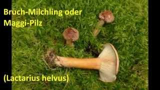 Bruch-Milchling / Maggi-Pilz (Lactarius helvus)