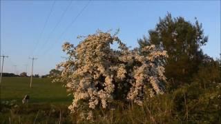 Beautiful White May Hawthorn Blossom, Gransha, Dundonald