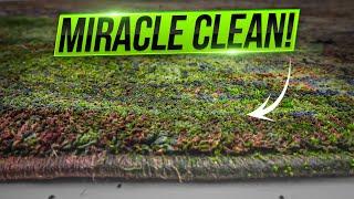 Rug Infested with Moss? See the Stunning Deep Clean! Satisfying ASMR Carpet Cleaning