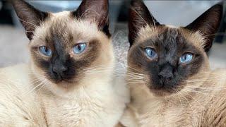 Siamese Cat Meowing | Siamese Cat Talking & Playing