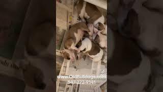 THE MASTER OF ALL BULLDOGS HAVE THE BEST WINSTON’S AMERICAN BULLDOGS. WE DON’T LIE ABOUT DOG BREEDS.