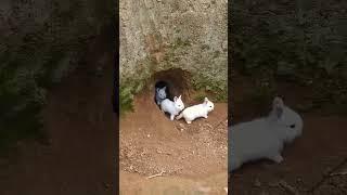 Village Rabait Whole / #ytshort #ytshort #viral #viralvideo #2024 #amazing #mindblowing