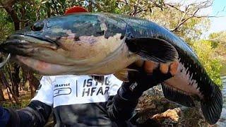 BRUTAL TARIK KAN  NYA ‼️ MANCING IKAN TOMAN MONSTER DI SUNGAI AIR HITAM