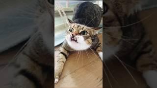 Funny animals 2023 - Funniest Cats and Dogs Video195 #shorts