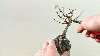 2 minute bonsai #25# Root over rock tridents