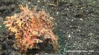 Lembeh Strait - cuttlefishes