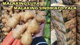 Napakalaking Pera ang Kinita Nila | Magugulat kayo sa Nalalaman ko kung Bakit ang Mahal ng LUYA.