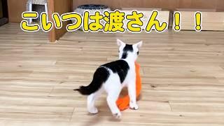 【爆笑】靴下を奪い逃げ回る子猫