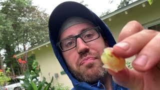 Taste testing grapes   Victoria Red an Blanc du Bois July 4, 2021