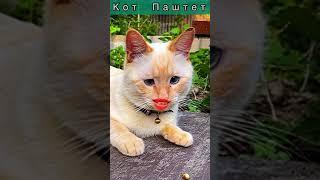 Я ЗВЕЗДА, А ТЫ НЕ ЗВЕЗДА  КОТ И РОТ #Shorts