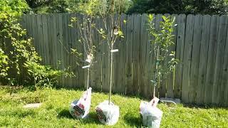 50% off fruit trees!! GG Naturals Homestead