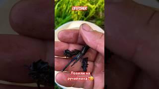 Ловили ?#рыбалка #fishing #спиннинг #2024 #рыба #шортс #рыбак #lifefisher #ручейник #язь #голавль