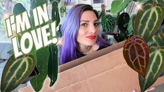 The HUGE Dream Rare Plant  UNBOXING Haul- I'm Still in Shock!