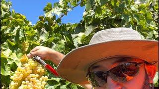 Hazara Farmer In Australia