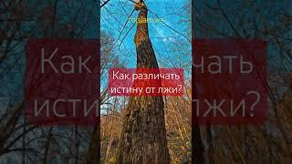 Как различать истину от лжи? #ислам Шейх Ринат Абу Мухаммад