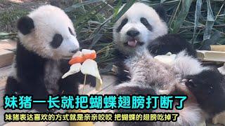 12月13日 第一视角看妹猪吃蝴蝶，一巴掌就把翅膀扒拉断了#cutepandastatus  #大熊猫妹猪 #大熊猫萌萌