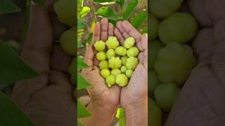 Star Gooseberry Harvest #terracegarden #fruit #shorts