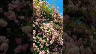 Beauty of nature #roseflowergarden #gardenflower #flowers #rosegarden #Viral reel#reelsvideo