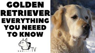 The GOLDEN RETRIEVER! Everything you need to know! DogCastTV