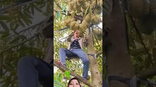 Cách Người Thái thu hoạch sầu riêng cây trái rất là nhiều Nhìn đã con mắt