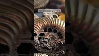Тут наш небольшой магазин с окаменелостями и камушками. Будем рады всем! https://t.me/russian_plain