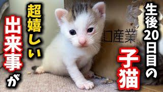 生後20日目の子猫が初めてひとりで遊びに来てくれました