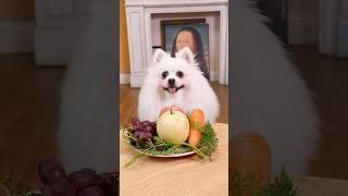 Wonderful fruit fudge!#nico #smartnico #funny #cute #candy #pets