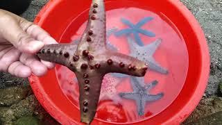 After Strong Typhon we collect Kinds of Starfish and retuned them