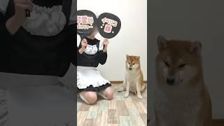 家族ガチャに失敗した柴犬こまちゃん。#shorts