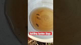Cracking open a cold one for the #garden  #farming #diy