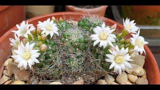 Mammillaria decipiens