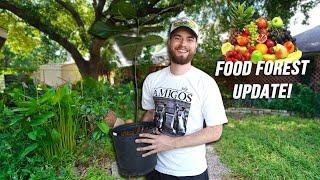 Upgrading and Updating My Permaculture Food Forest!! Zone 9, Texas