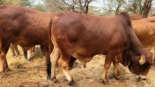 Brahman & Sahiwal breeding in Kenya...Raising beef cattle in a semiarid region.