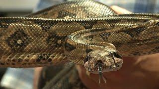 Myth Busted: How Boa Constrictors Really Kill Their Prey