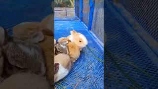 DoDo HosS - Cute Baby Rabbits #bunnies