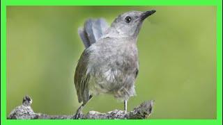 Gray Catbird Song! Call! Gray Sound! Singing! - Pájaro Gato Canto - Dumetella Carolinensis