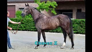 Chavez Z ( Cicero Z x Chellano Z ) - 2017 - Stallion