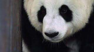 Panda Love Life and Pregnancy | Panda Babies | BBC Earth