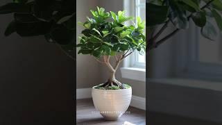 Best Indoor plants identification with AI ️ - Part 2