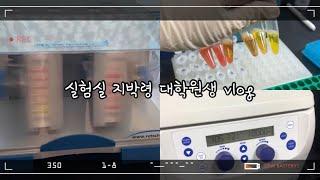 [vlog] 실험실 지박령 일상2 | 미생물 DNA 뽑고 계대하는 브이로그 | 대학원생 | 생명과학 연구원