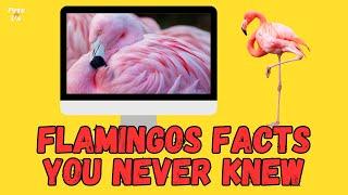  Flamingo (10 FACTS YOU NEVER KNEW) | Facts About Flamingos 2023 | Pets and Us