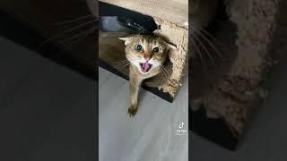 ANGRY CATS