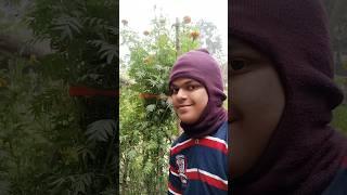 Bristir jono sob tree nosto hoye gyelo #village#villagelife#daylivlog #lifestyle
