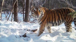 Incredible Russian wildlife! The rarest big cats and other beautiful mammals!