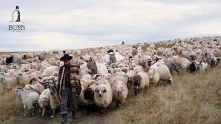 Cum se face CIOBĂNIA la pădure cu peste 1500 de oi - CIOBĂNAȘU' MARINEL | Un cerb a sărit peste oi