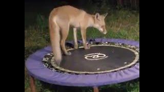 Playful Fox Cubs