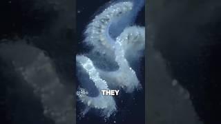 #very dander animals#cute but kill the person#short
