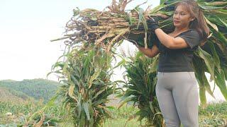 Farm Alone. Corn Harvest. Cornfield Worker. New Day Life with Junni \ Junni